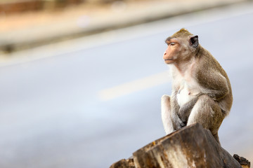 Cute monkeys waiting something near the road.