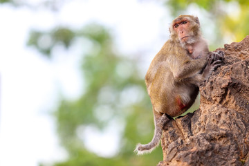 Cute monkeys on the tree.