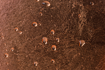 Fresh Water Drops dew on copper alloy texture surface showing fr