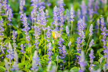 Butterfly on Lavender Flowers field in the garden.