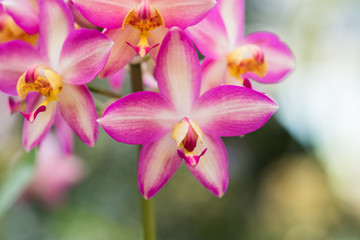 orchid flower,soft focus