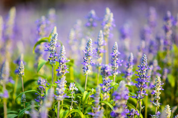 Lavender Flowers field in the garden.
