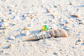Obraz premium Broken Shells or Conch on sand beach in the morning.