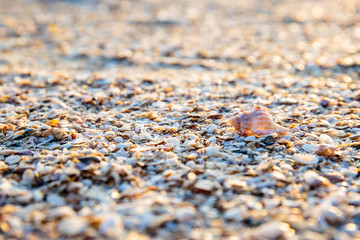 Shells or Conch on sand beach in the morning.