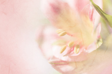 Fototapeta premium Vivid sweet pastel color petal lily in soft color and blur style