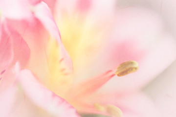 Vivid sweet pastel color petal lily in soft color and blur style