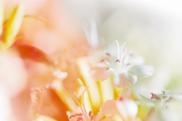 Sweet pastel color petal white flower in soft color and blur sty