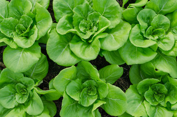 Top view of green vegetable in organic farm