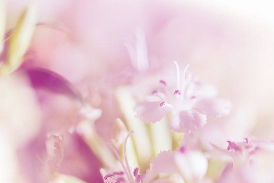 Sweet pastel color petal white flower in soft color and blur sty © teen00000