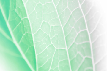 vivid pastel color leaf soft and blur texture for background