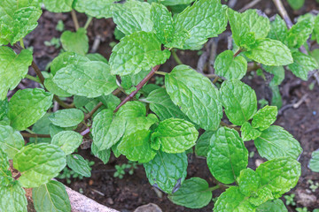 mint in garden