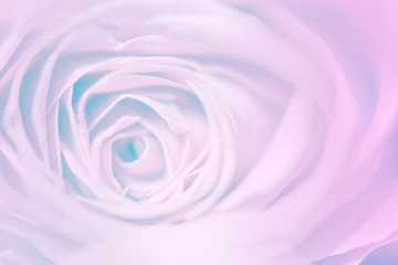 sweet pastel color roses flower in soft and blur style for backg