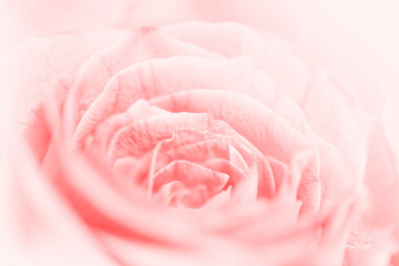 sweet pastel color roses flower in soft and blur style for backg