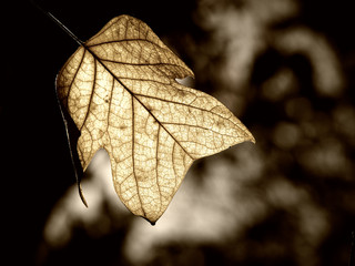 leaf (138)