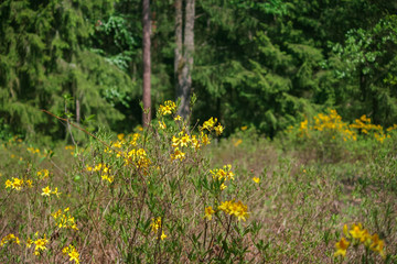 Рододендрон жёлтый