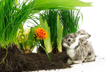 Fototapeta premium Cute rabbit, pet on the soil with orange flower and green plants