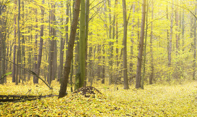 autumn forest