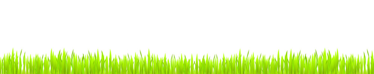Fototapeta premium gras wiese grün Hintergrund banner grashalme