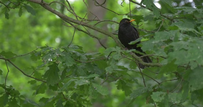 Black Bird With Yellow Beak on The Tree, Flies Away in The Park