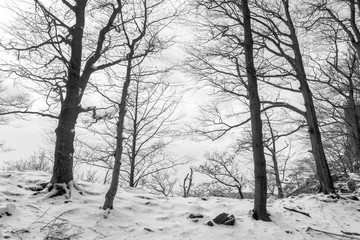 Spooky Winter Forest with Snow