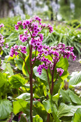 Heartleaf Bergenia - Elephant's Ear - Violet - Pink Flower with Tiny Blooms on High Stem and Green Leaves