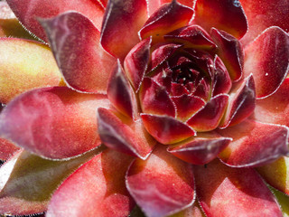 Closeup of Colorful Cactus Plants in Full Sunlight