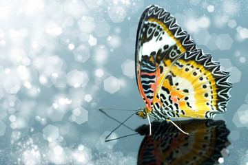 Fototapeta na wymiar Leopard Lacewing Butterfly.