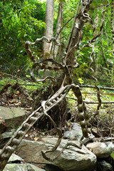 Fototapeta premium vine in nature - creeping plant