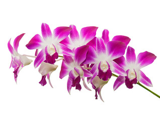 Fototapeta na wymiar Pink streaked orchid flower isolated on white background