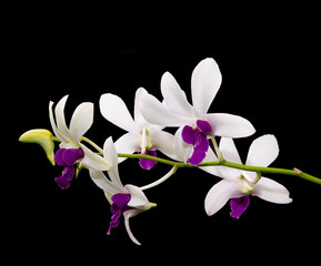orchid flower isolated on black background