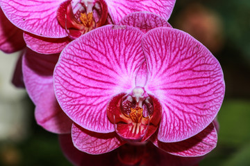 Fototapeta na wymiar Orchids, vanda,flower,nature,Orchids Thailand