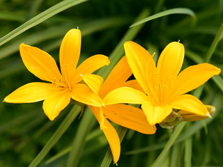 Flowers yellow lily