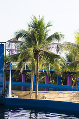 Obraz premium Palm trees over the pool