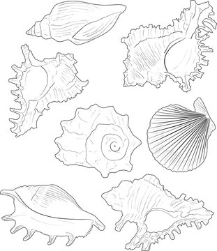 seven shellfishes sketches isolated on white