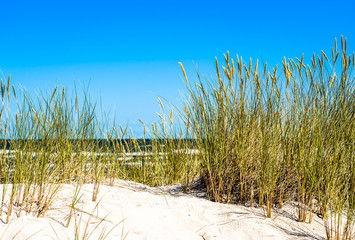 Landscape of sand dune and grass by the sea, summer blue sky