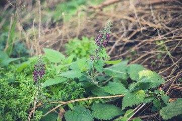 Plant with purple flowers