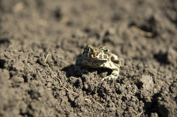 Marsh Frog