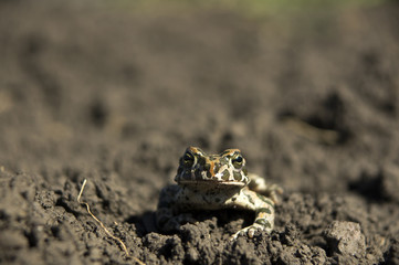 Marsh Frog