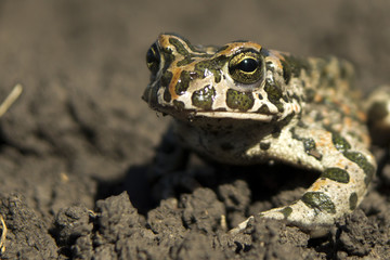 Marsh Frog