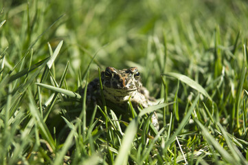 Marsh Frog