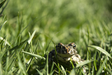 Marsh Frog