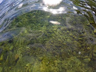 Surface of the Water at a Clear Lake