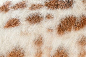 Closeup horse skin background
