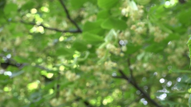 Linden tree branches full of flowers blooms move in wind. Handheld focus change shot. 4K
