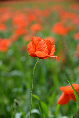 Klatschmohn