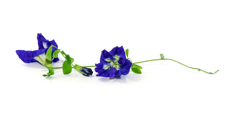 Clitoria ternatea or butterfly-pea on white background, traditional  medicine.