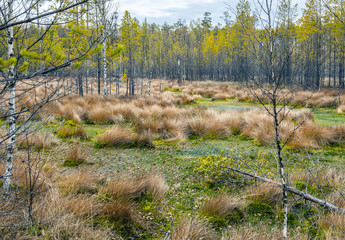 Swamp in the Siberian taiga.