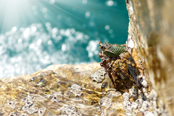 Green crab at Andaman Sea