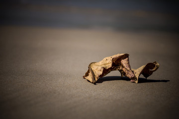 Dry leaves on the sand Andaman Sea, Thailand