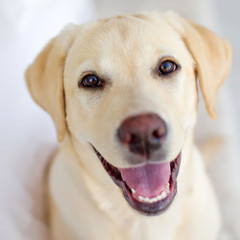 Labrador retriever